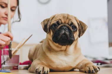 Kadın tasarımcı çizim bitirmek bekleyen komik pug köpek