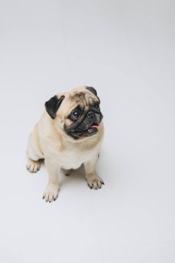 Şirin pug köpek izole üzerinde beyaz arıyorsunuz