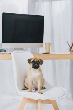 Köpek.