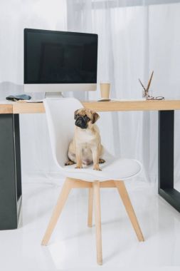 Office sandalyede oturan sevimli pug
