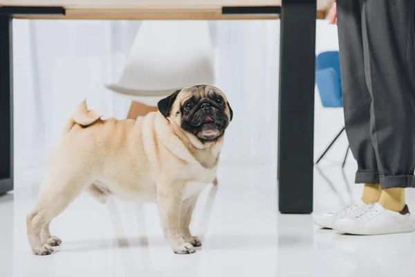 Cão Pug Bonito Com Seu Dono Quarto Acolhedor — Fotografia de Stock