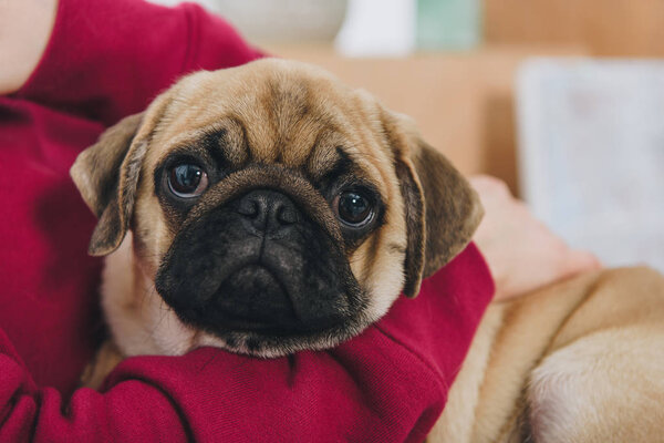 Close-up view of woman playing with cute pug dog