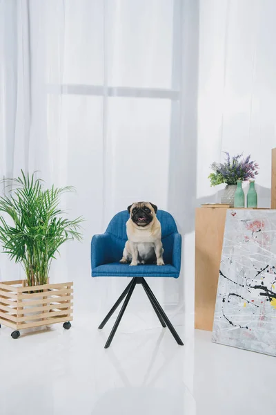 Hauska Mopsi Koira Istuu Tuolilla Valoisassa Huoneessa — ilmainen valokuva kuvapankista