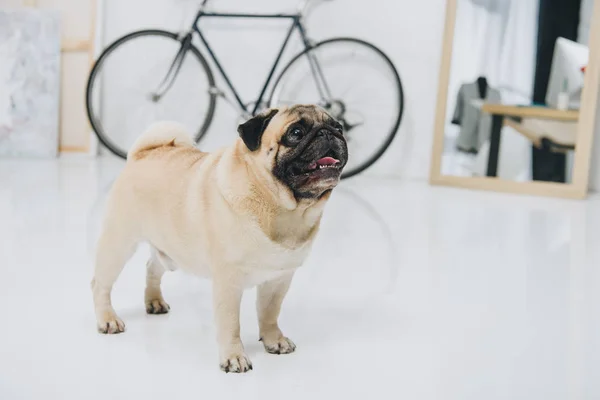 Lindo Perro Pug Mirando Hacia Arriba Interior Habitación — Foto de Stock