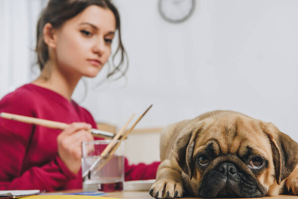 Cute pug waiting for female owner to finish drawing