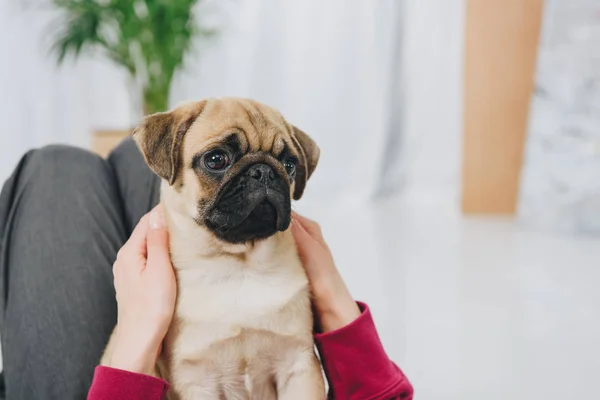 Mujer Jugando Con Lindo Perro Pug —  Fotos de Stock