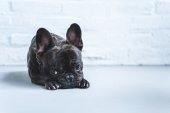 Szomorú aranyos francia bulldog feküdt a padlón