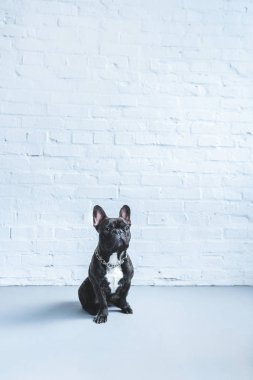 Katta beyaz duvar dibinde oturan siyah Fransız köpek