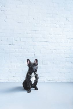 Black Frenchie dog sitting on the floor by white wall clipart
