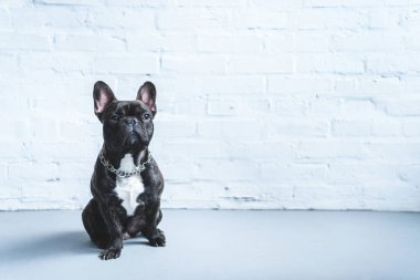 Katta oturan sevimli Fransız köpek