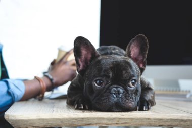 Bilgisayar tarafından iş bitirmek Afro-Amerikan adamı bekleyerek sıkıntıdan köpek