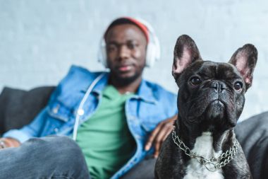 French bulldog by handsome african american man in headphones clipart