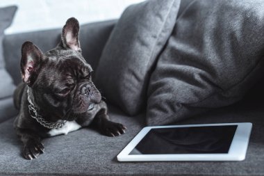 Sevimli Fransız buldozer tarafından tablet koltukta oturan