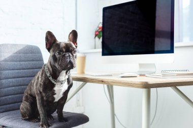 Cute french bulldog sitting on chair by computer on table clipart