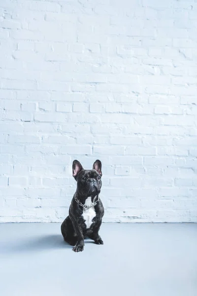 Preto Frenchie Cão Sentado Chão Por Parede Branca — Fotografia de Stock