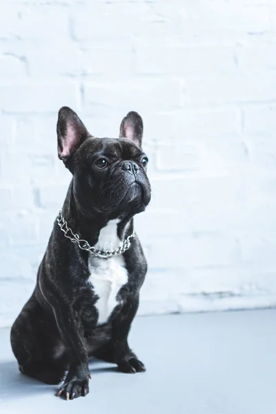 Bulldog Francês Sentado Chão Por Parede Branca — Fotografia de Stock