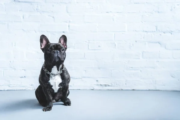 Lindo Perro Francés Sentado Suelo — Foto de Stock