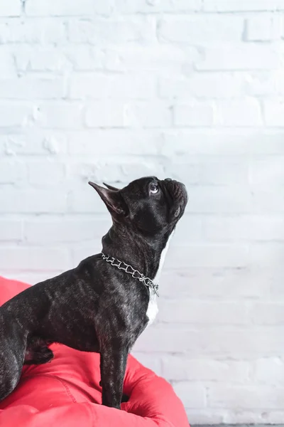 Anjing Prancis Duduk Tas Kacang Merah Dan Melihat Atas — Stok Foto