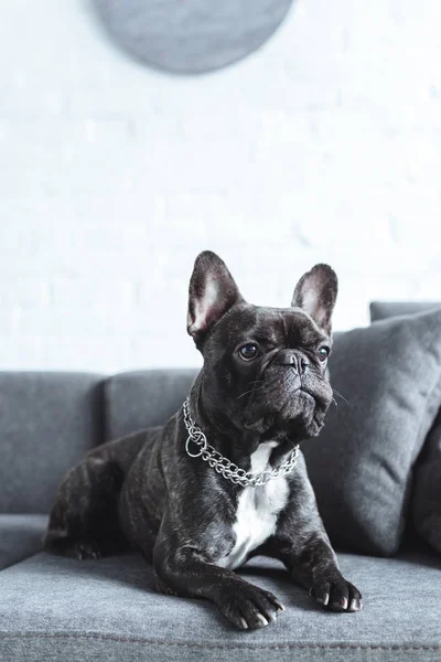 Nahaufnahme Der Niedlichen Französischen Bulldogge Die Auf Einem Grauen Sofa — Stockfoto