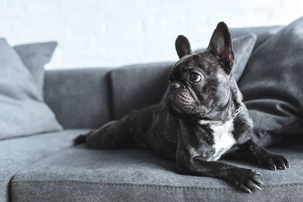 Anjing Frenchie Lucu Berbaring Sofa Abu Abu — Stok Foto