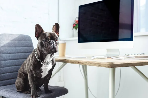 Niedliche Französische Bulldogge Sitzt Auf Stuhl Computer Auf Tisch — Stockfoto