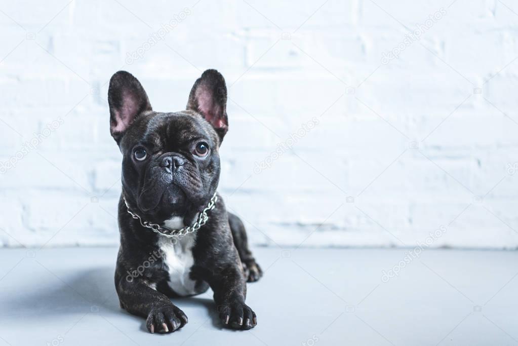 Cute French bulldog lying on floor and looking up