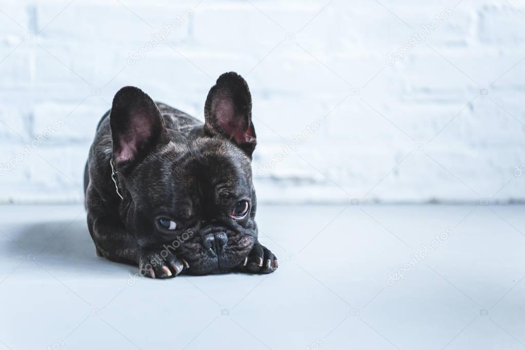 Sad cute French bulldog lying on floor