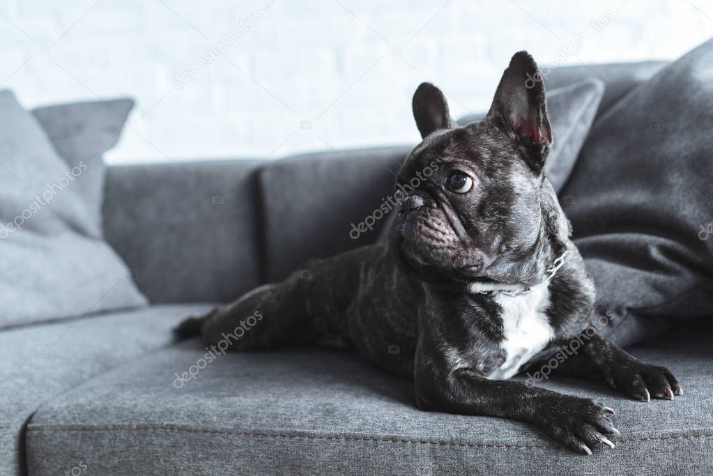 Funny Frenchie dog lying on grey sofa 