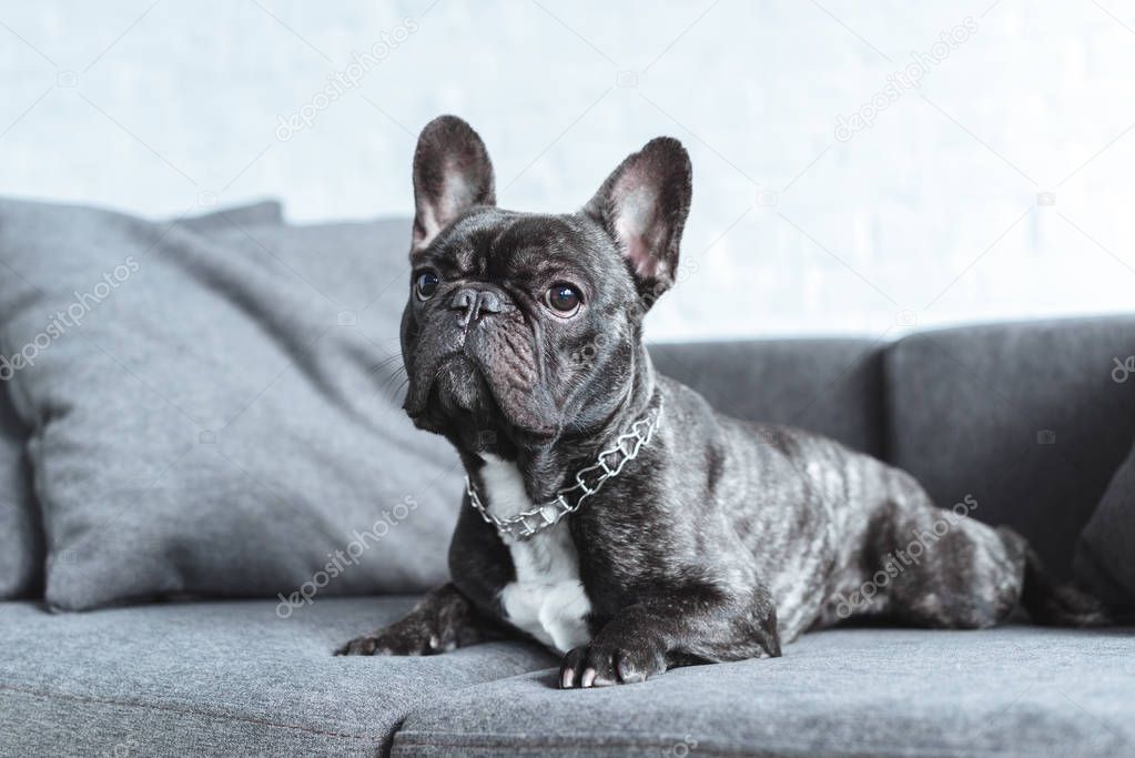 Cute french bulldog lying on grey sofa 