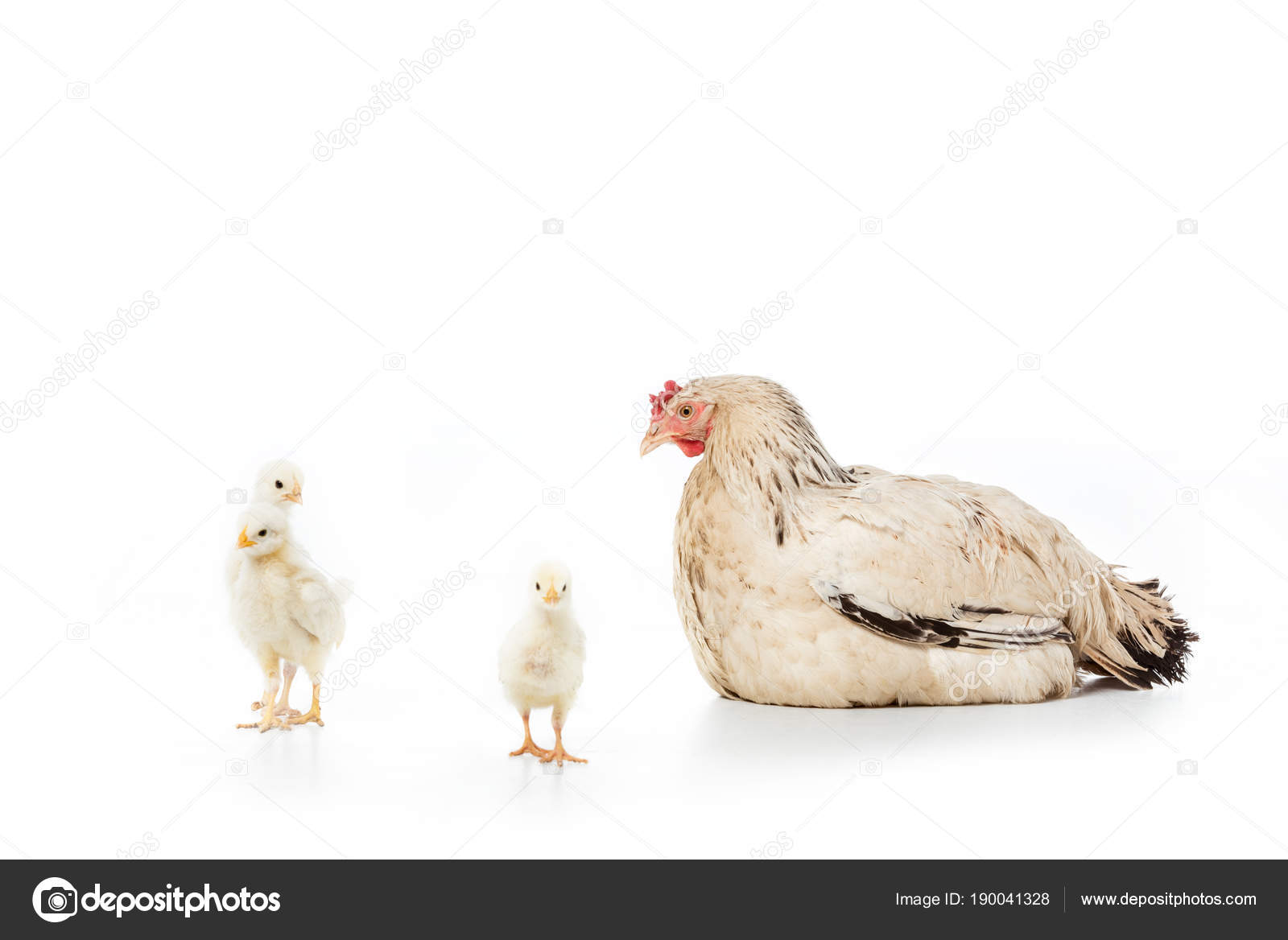 脊椎动物图库照片 免版税脊椎动物图片 Depositphotos 脊椎动物图库照片 免版税脊椎动物图片 Depositphotos