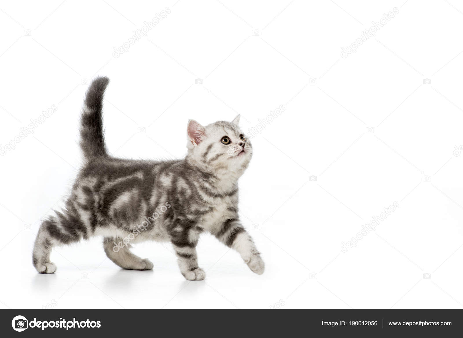 Chat Images Libres De Droit Photos De Chat Depositphotos Chat Images Libres De Droit Photos De Chat Depositphotos