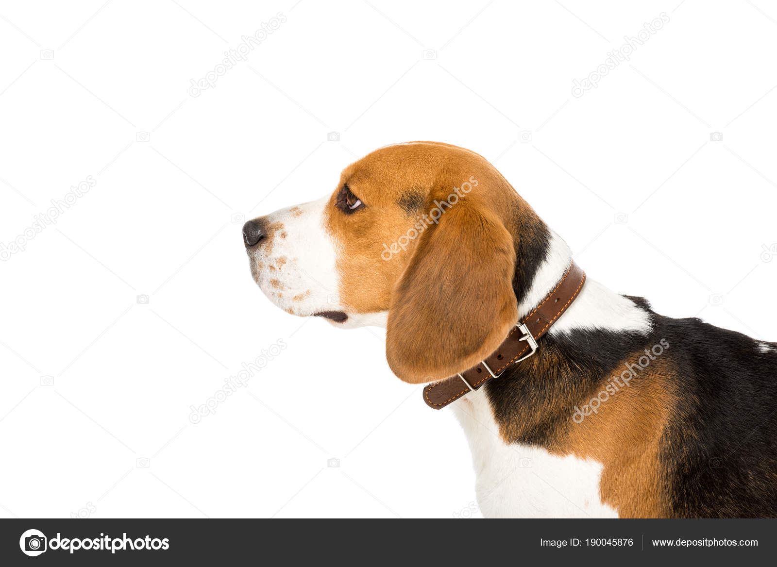 Side View Cute Beagle Dog Collar Isolated White — Stock Photo