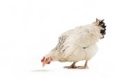 cute white hen eating isolated on white