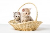 adorable fluffy kittens sitting in wicker basket on table top