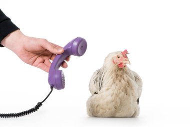 cropped shot of person giving handset to chicken isolated on white clipart