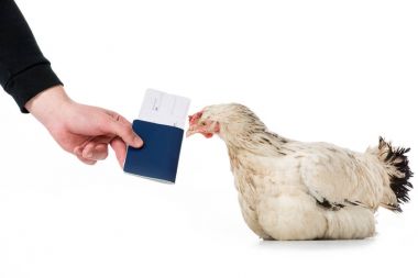 cropped shot of person giving passport with ticket to hen isolated on white  clipart