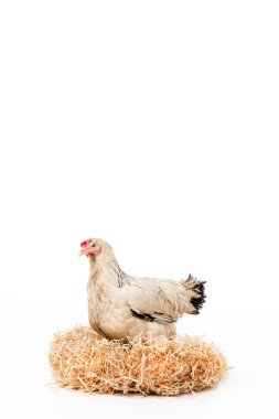 white hen sitting on nest with eggs isolated on white  clipart