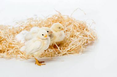 adorable little chickens on nest isolated on white clipart