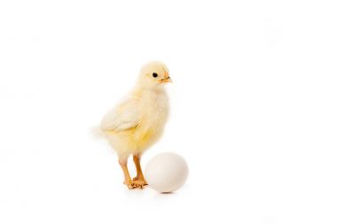 adorable little chick with egg isolated on white clipart