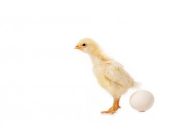 close-up view of cute little chicken with egg isolated on white