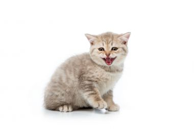 adorable fluffy kitten meowing and looking at camera isolated on white  clipart