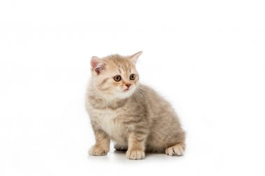 adorable little british shorthair kitten sitting and looking away isolated on white clipart