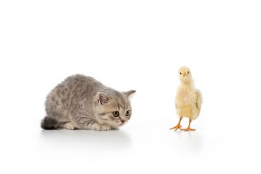 grey furry kitten looking at little chick isolated on white clipart