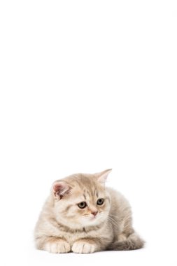 beautiful little grey cat lying isolated on white clipart
