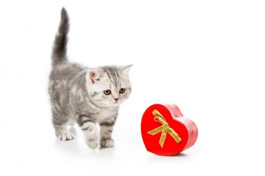adorable kitten with heart shaped gift isolated on white  clipart