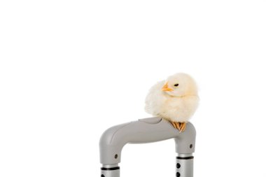 close-up view of cute little chicken sitting on handle of suitcase isolated on white
