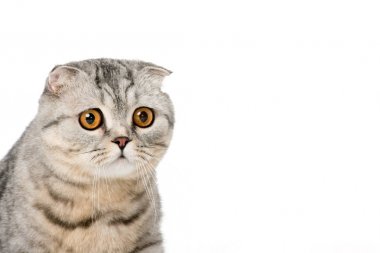 Kedi