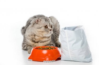 Kedi