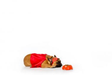 süper kahraman kostümü kase üzerinde beyaz izole köpek maması dolu yakınındaki yalan sevimli Fransız buldozer