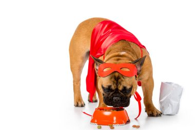 süper kahraman kostümü beyaz izole köpek yemek yeme çok güzel Fransız buldozer